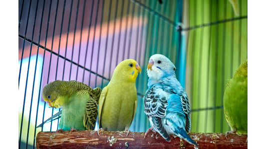 A group of colorful parakeets, including yellow, blue, and green budgies, perched side-by-side on a wooden branch inside a cage
