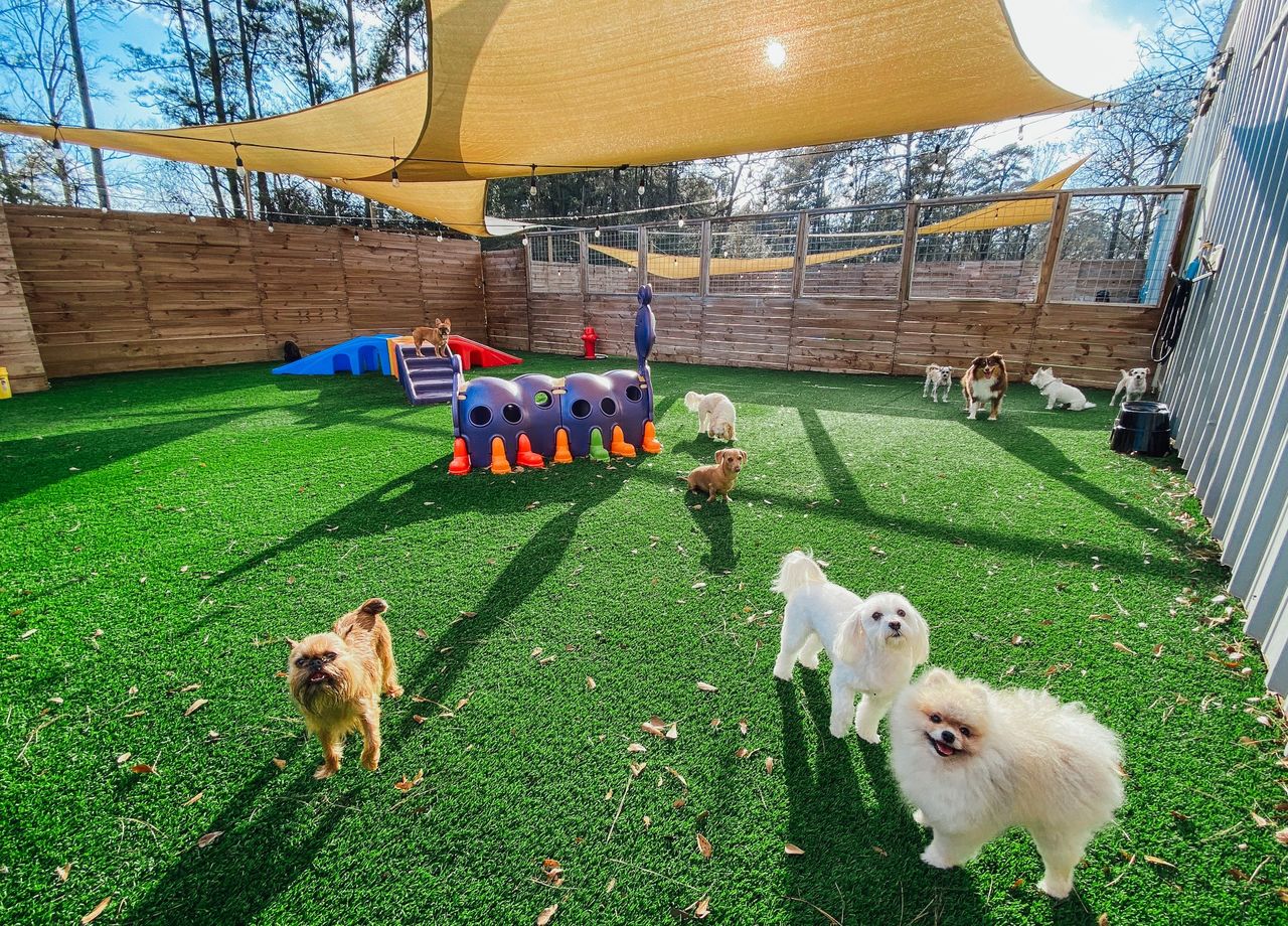 A group of small dogs in an outdoor fenced yard with green artificial turf, shaded by a large tan canopy. The play area features colorful agility equipment, including a purple caterpillar tunnel, with three small dogs—one tan and two fluffy white ones—standing in the foreground looking at the camera
