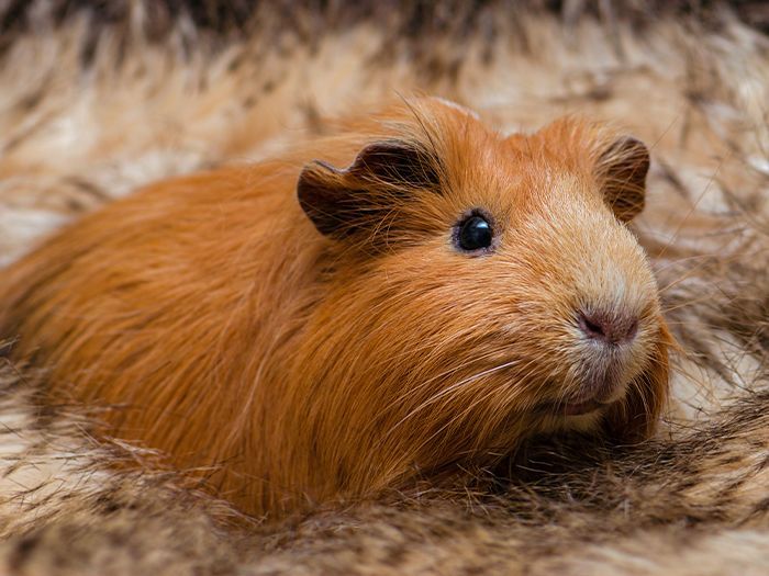 a fluffy orange guinea pig resting on a soft furry blanket