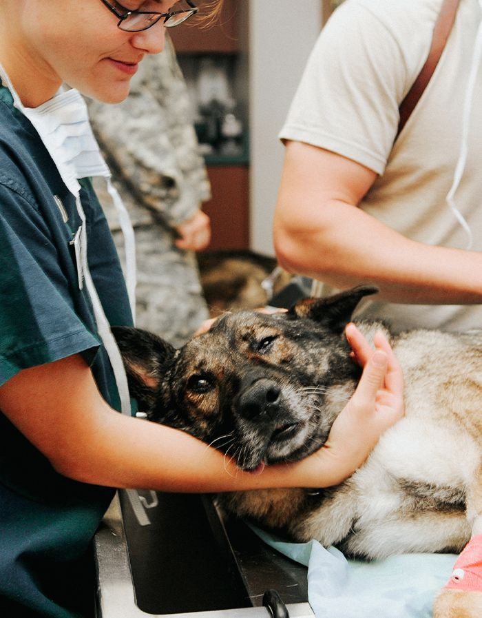 Veterinarian comforting a dog on an examination table before surgery