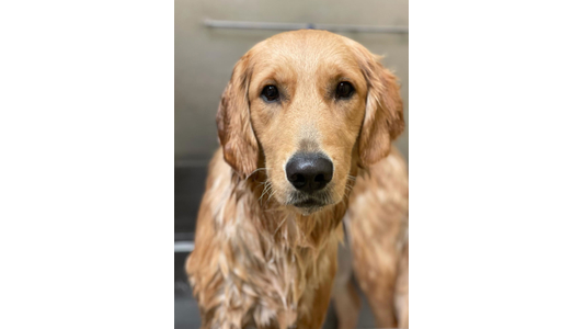 dog-bathing