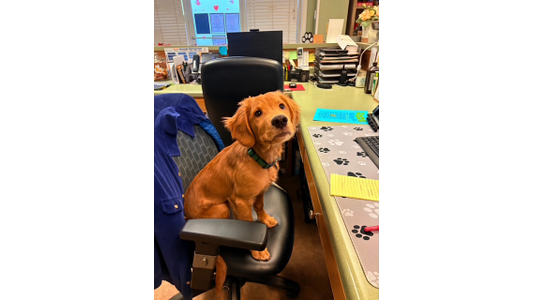 Golden Retriever puppy sitting on office chair.