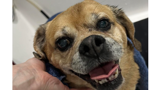 A dog getting loving care from a staff member