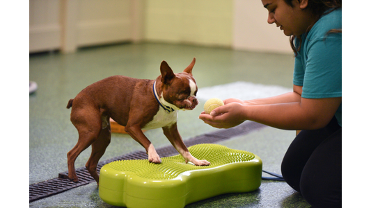 Dog trainer rewarding a red Boston Terrier with a tennis ball during balance training on a fitness platform at dog daycare