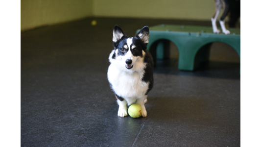 Black and white Corgi standing over a yellow tennis ball in an indoor dog play area