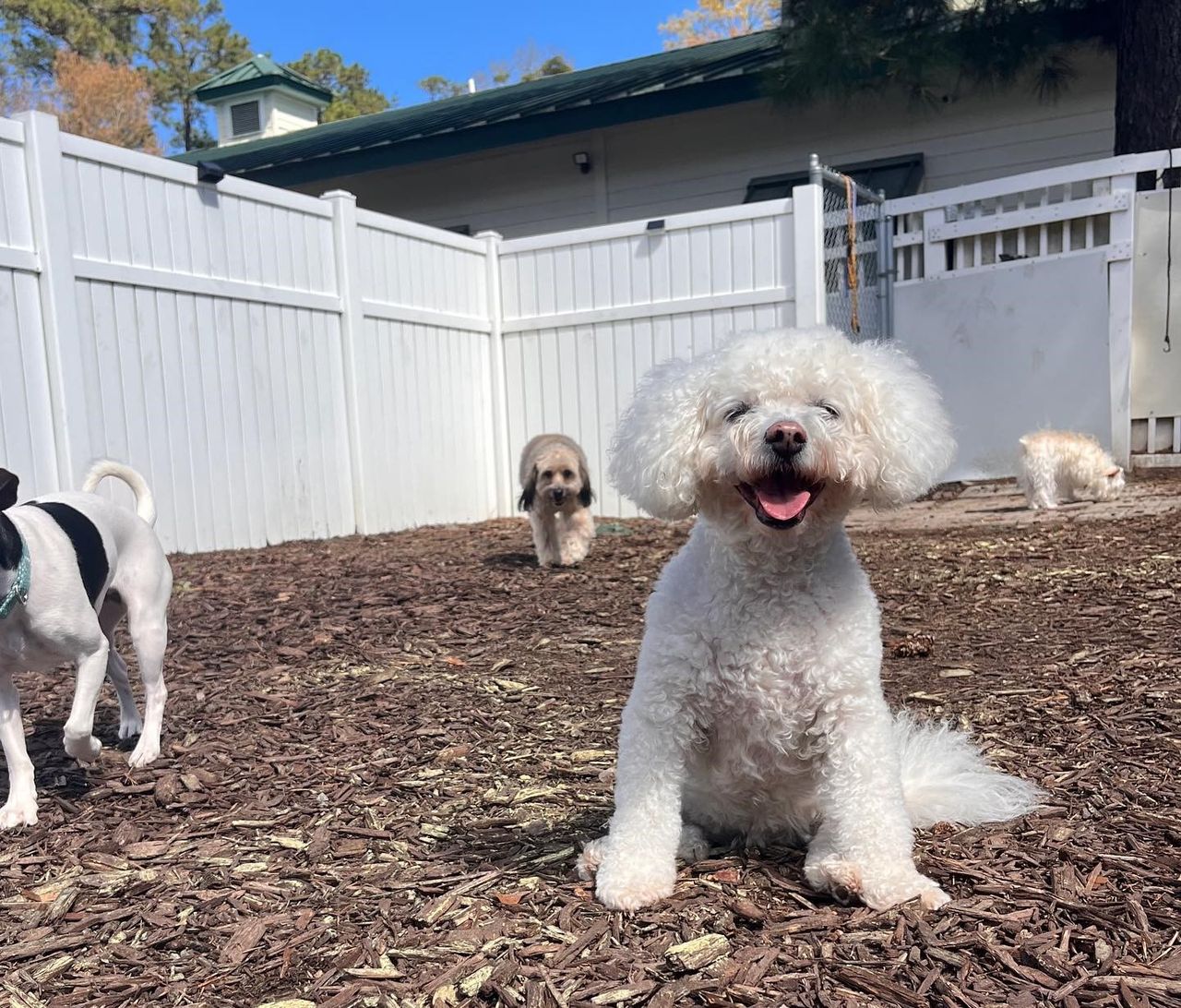 A fluffy white Bichon Frise mix sits smiling happily in a fenced outdoor play yard covered in wood mulch, with other small dogs playing in the background.