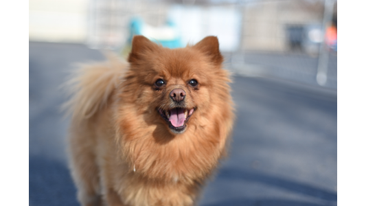 orange Pomeranian enjoying outdoor playtime in a sunny dog daycare play yard