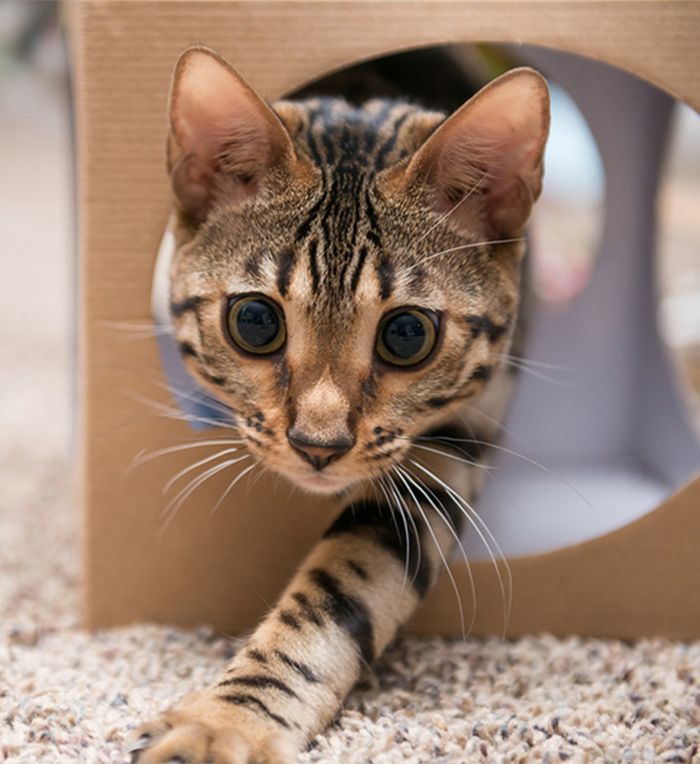 a curious striped kitten peeking out from inside a cardboard box or structure, with one paw extended forward