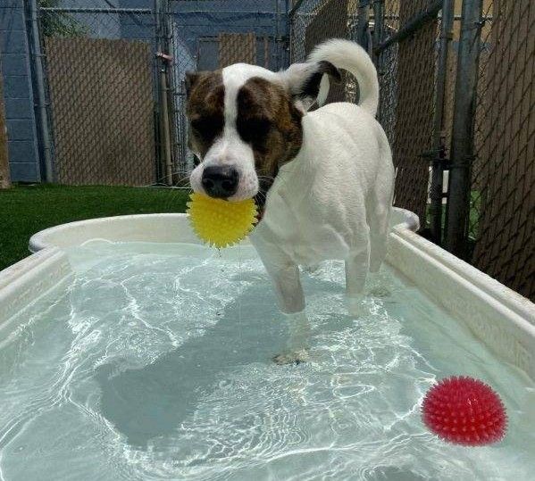White and brindle mixed-breed dog carrying a yellow ball toy while wading in a splash pool at outdoor dog daycare