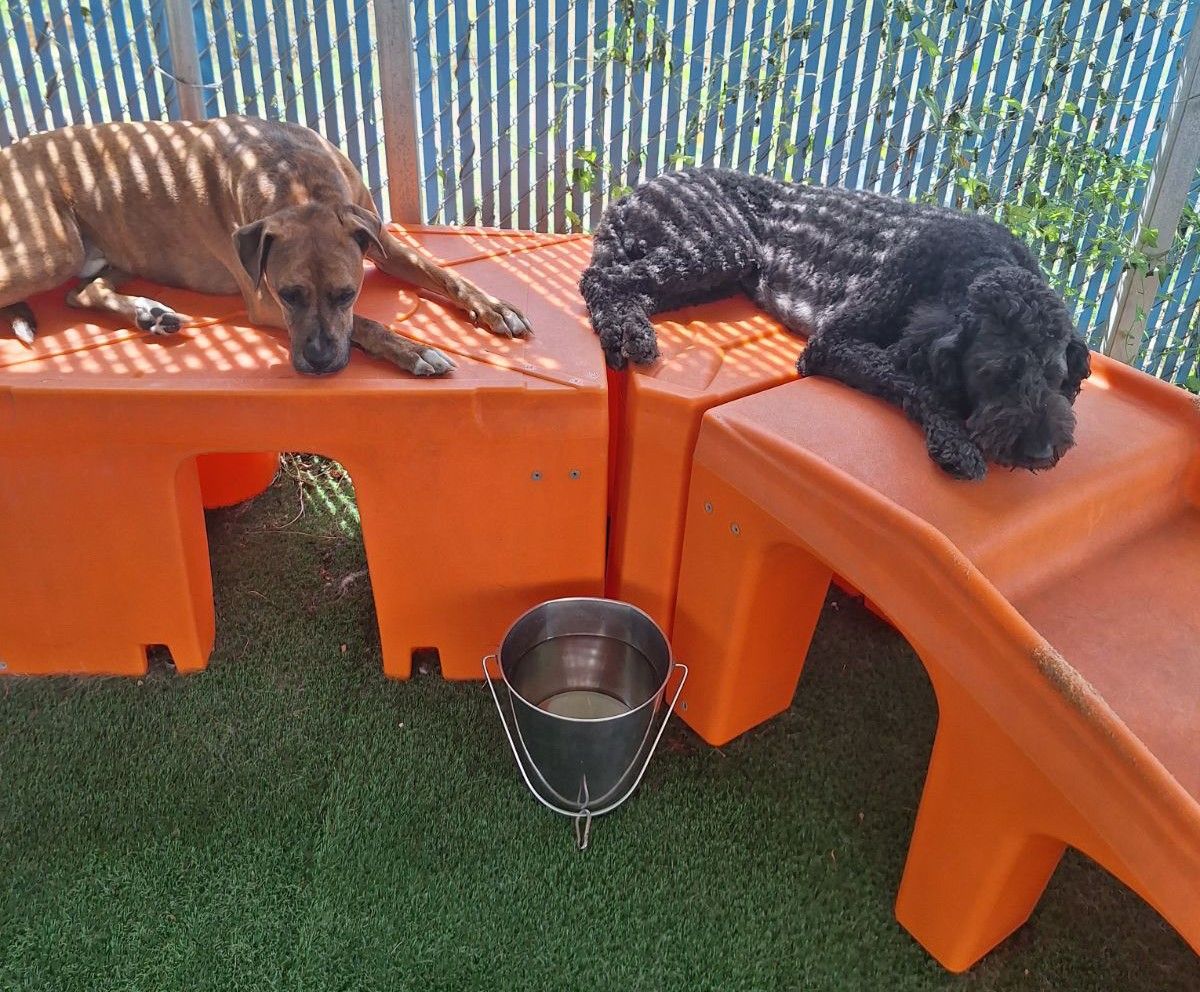 Brindle Boxer mix and black Labradoodle resting on orange play equipment beside a water bucket in a shaded outdoor dog daycare yard