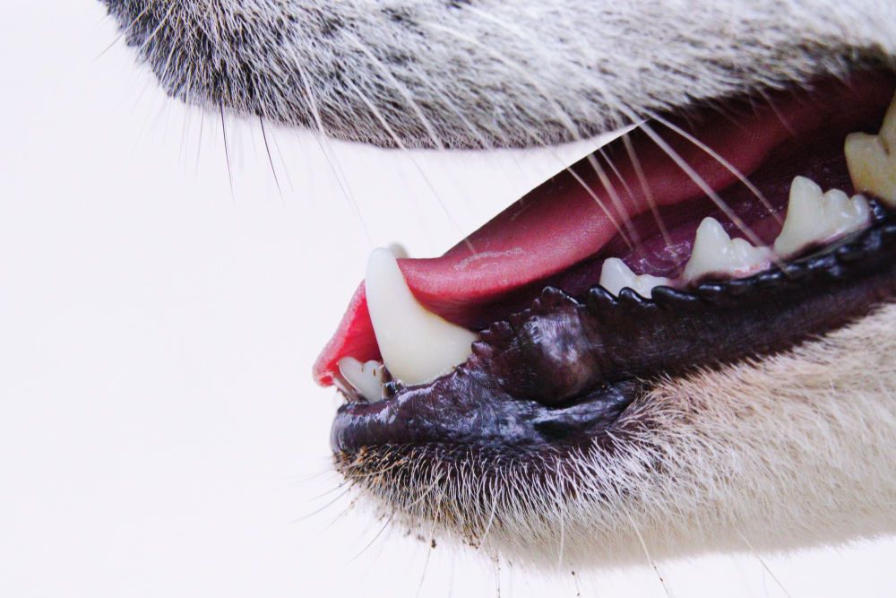 dog teeth