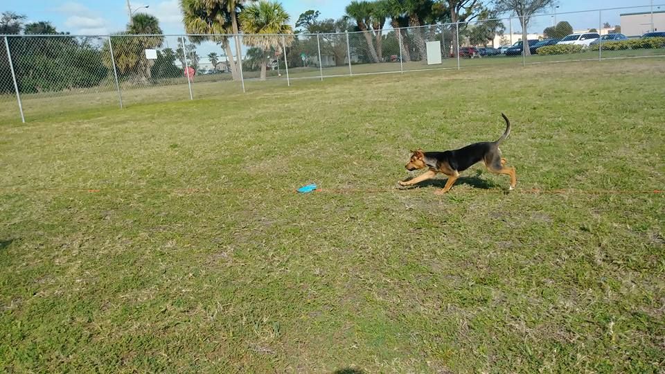 Brown and black dog playing outside.