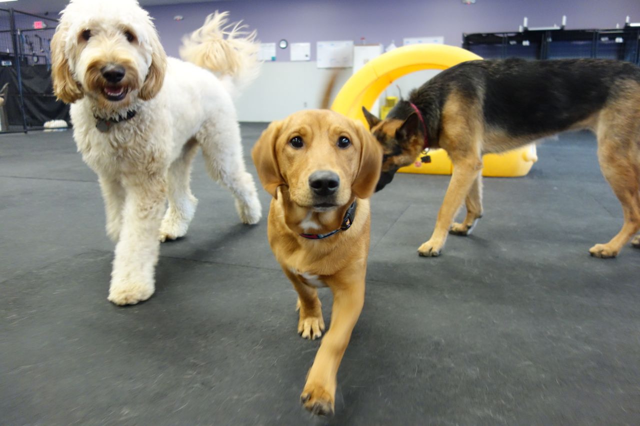 Three dogs in an indoor daycare playroom with a dark gray floor. In the center foreground, a tan puppy walks directly toward the camera. To the left, a fluffy cream-colored doodle stands looking forward, while in the background, a German Shepherd sniffs near a large curved yellow plastic play structure
