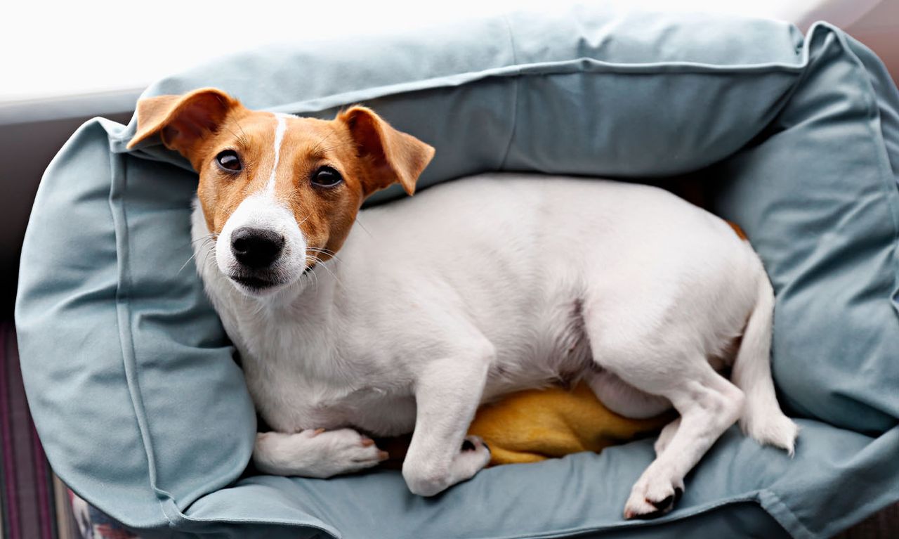 A Jack Russell Terrier lying inside a soft, blue-gray padded dog bed and looking up at the camera