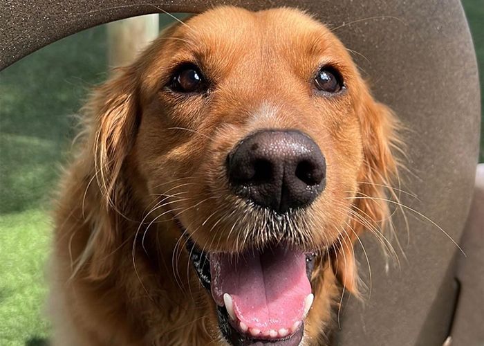 Happy Golden Retriever smiling up at the camera in an outdoor dog daycare play yard
