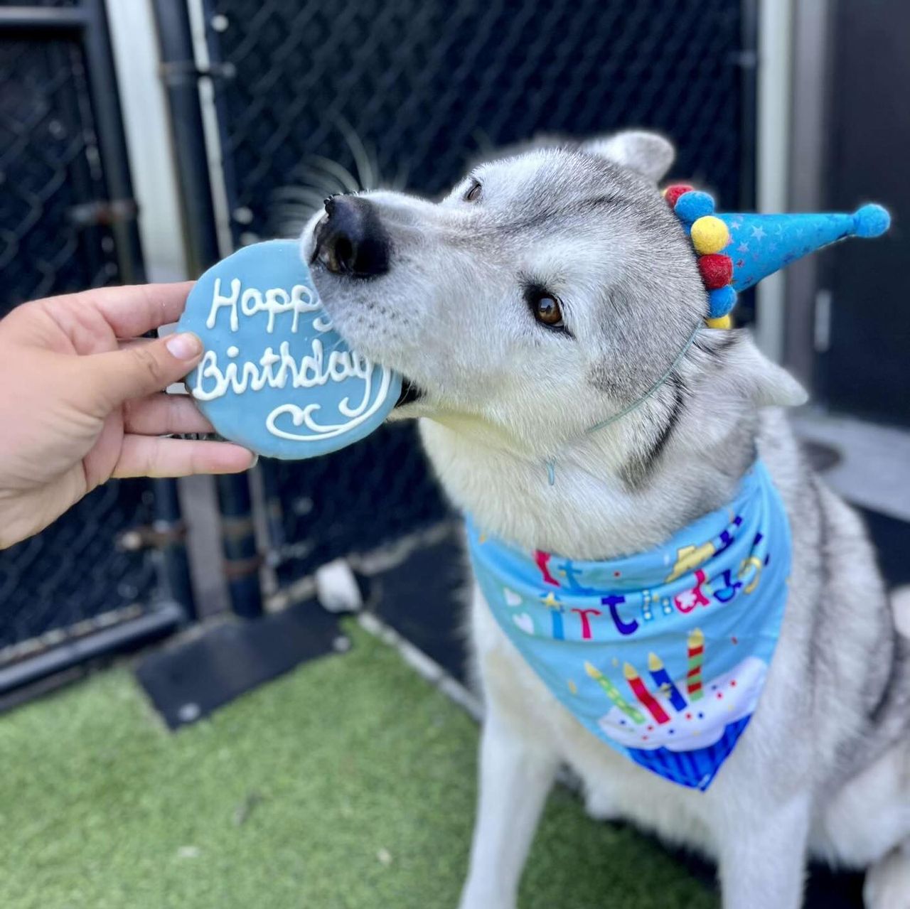 A husky wearing a birthday hat and bandana being offered a blue "Happy Birthday" treat