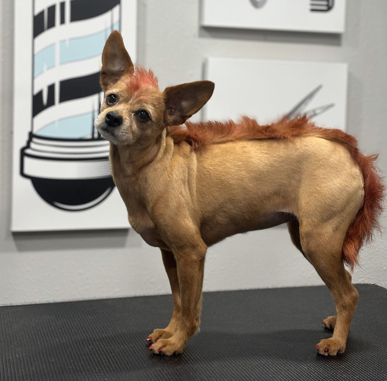 A small, tan dog stands on a black grooming table, looking toward the camera. Its body is shaved close, leaving a reddish-orange dyed mohawk running from the top of its head down its back to a fluffy tail, and its toenails are painted red