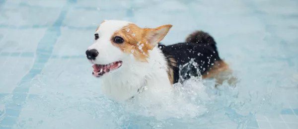 Wet and Wild – How To Introduce Your Dog to Swimming