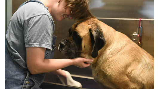 Groomer gently holding the chin of a large English Mastiff during a dog bath at a pet spa
