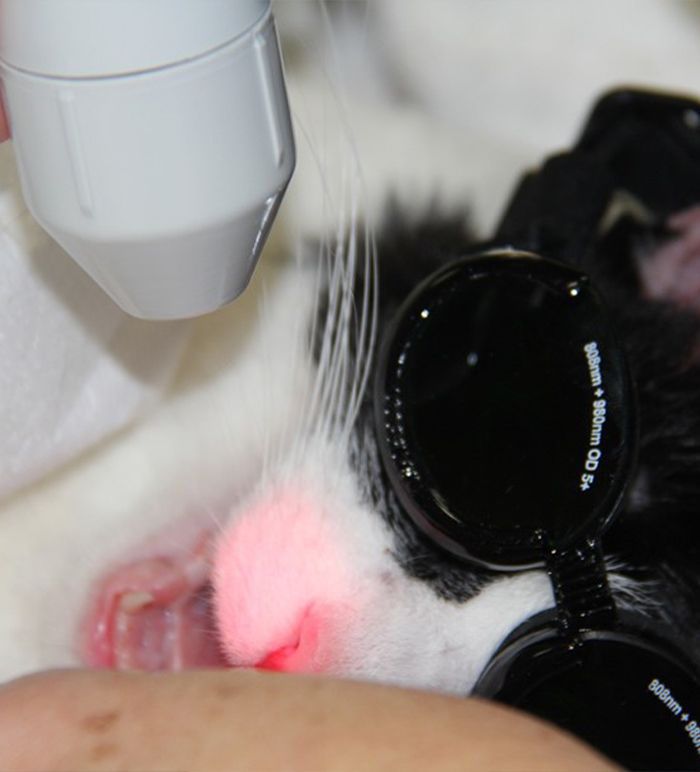 cat receiving laser therapy