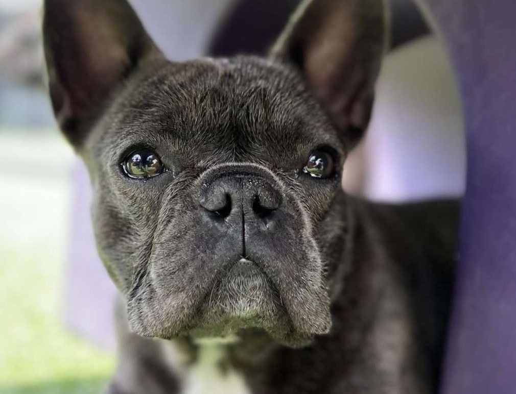 a dark grey French Bulldog looking intently at the camera from inside a purple play tunnel