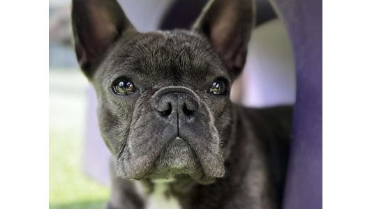 a dark grey French Bulldog looking intently at the camera from inside a purple play tunnel