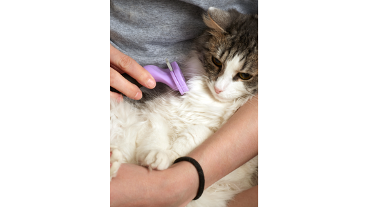 FURminator being used to groom a cat.
