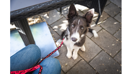 Border collie puppy sitting and waiting under table at a café or restaurant. Young dog training and socialization.