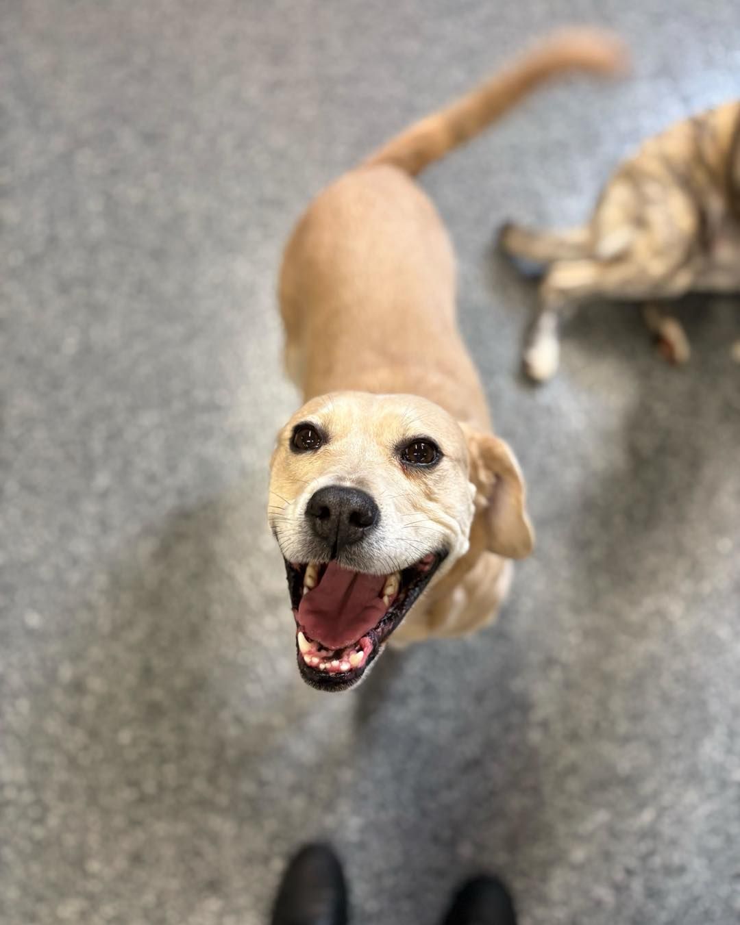 A happy light tan dog standing on a speckled grey floor looking directly up at the camera with a wide, open-mouthed smile, while a brindle dog rests blurred in the background of an indoor play area