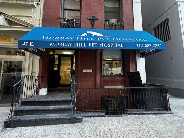 The exterior of a red brick building featuring a bright blue awning that reads "Murray Hill Pet Hospital" above a set of dark steps and iron railings leading to the front entrance