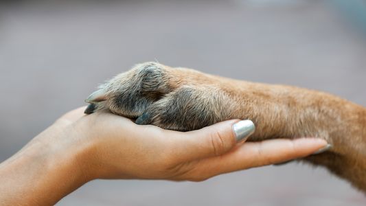 Human holding dogs' paw in hand.