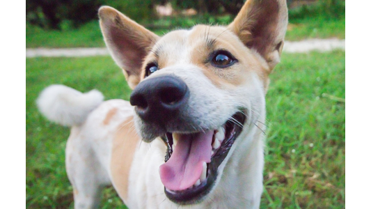Happy dog in the outdoor play area