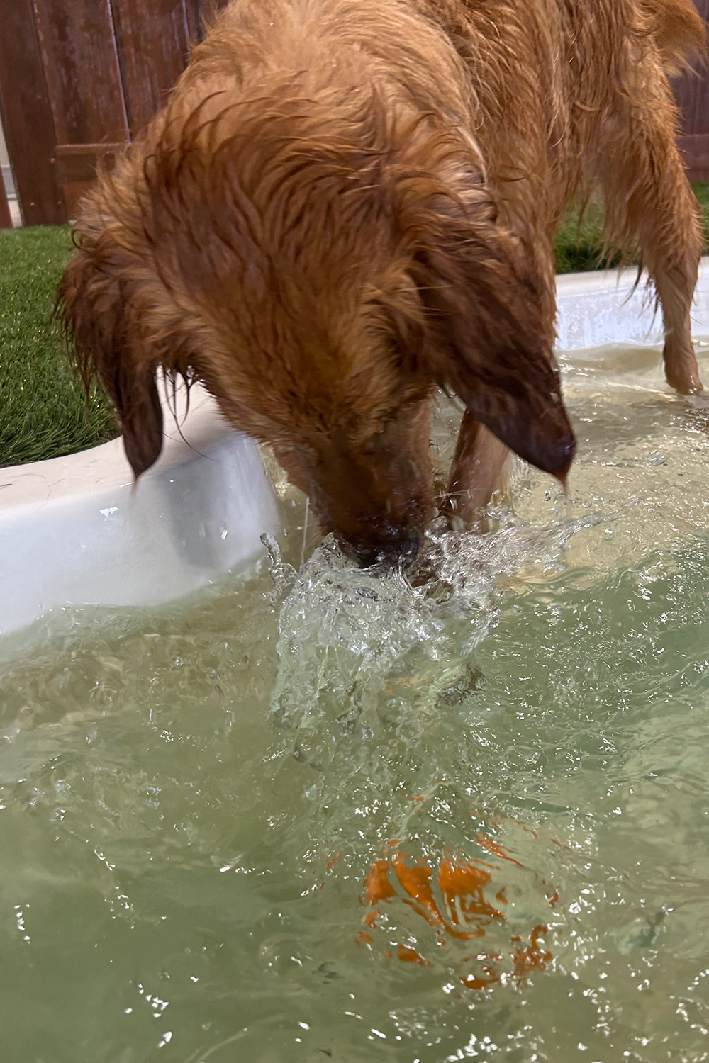 dog swimming