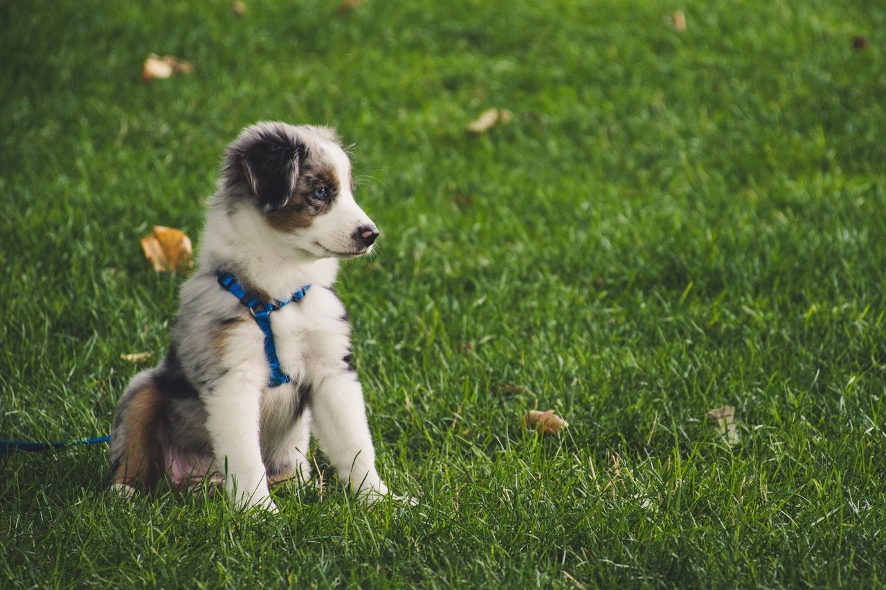 A cute Australian Shepherd puppy wearing a blue harness enjoys outdoor playtime in the grass at Wet Noses & Wagging Tails