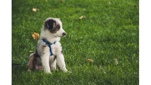 Puppy sitting quietly in the grass