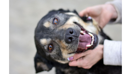 a happy black and tan mixed-breed dog smiling broadly with its tongue out while a person's hands pet it affectionately