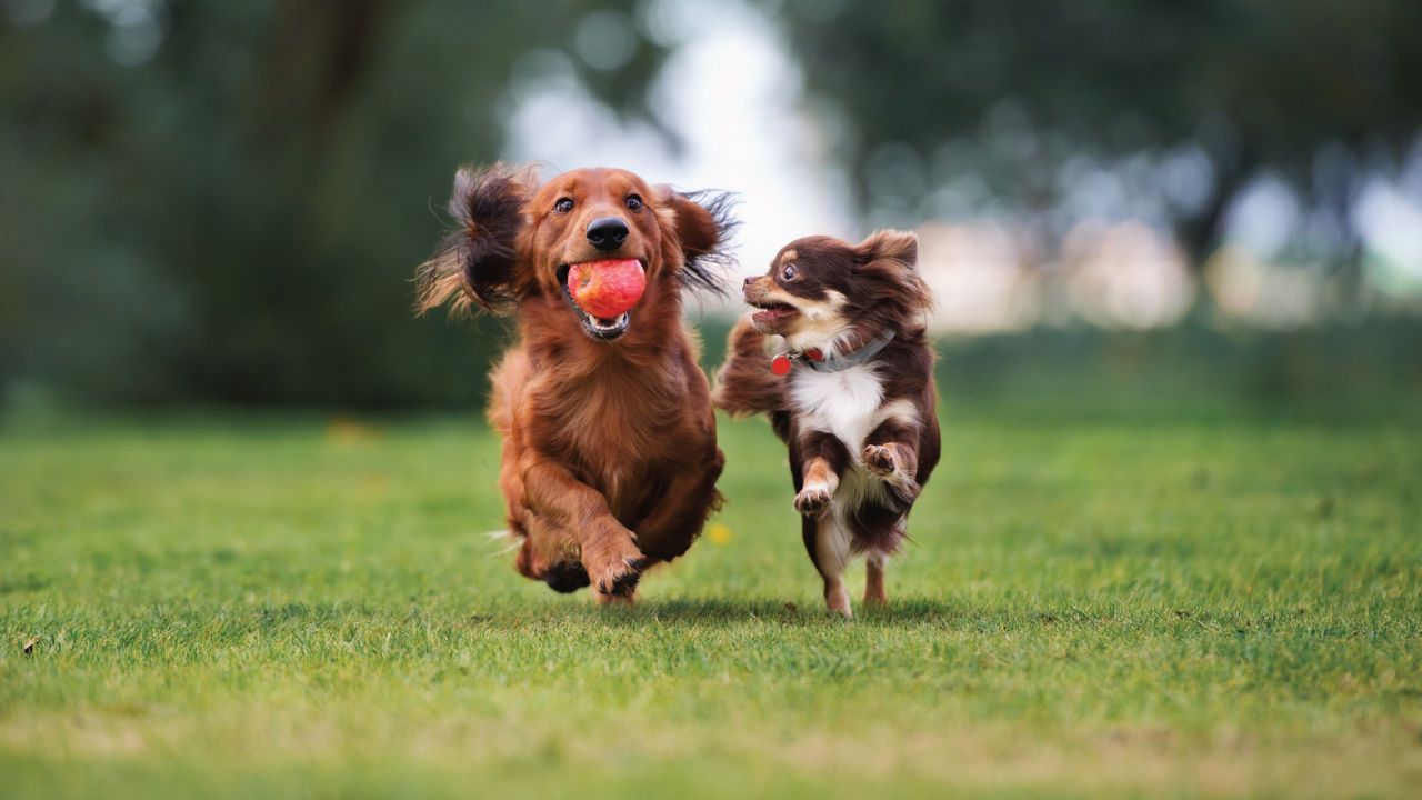 dogs playing with ball