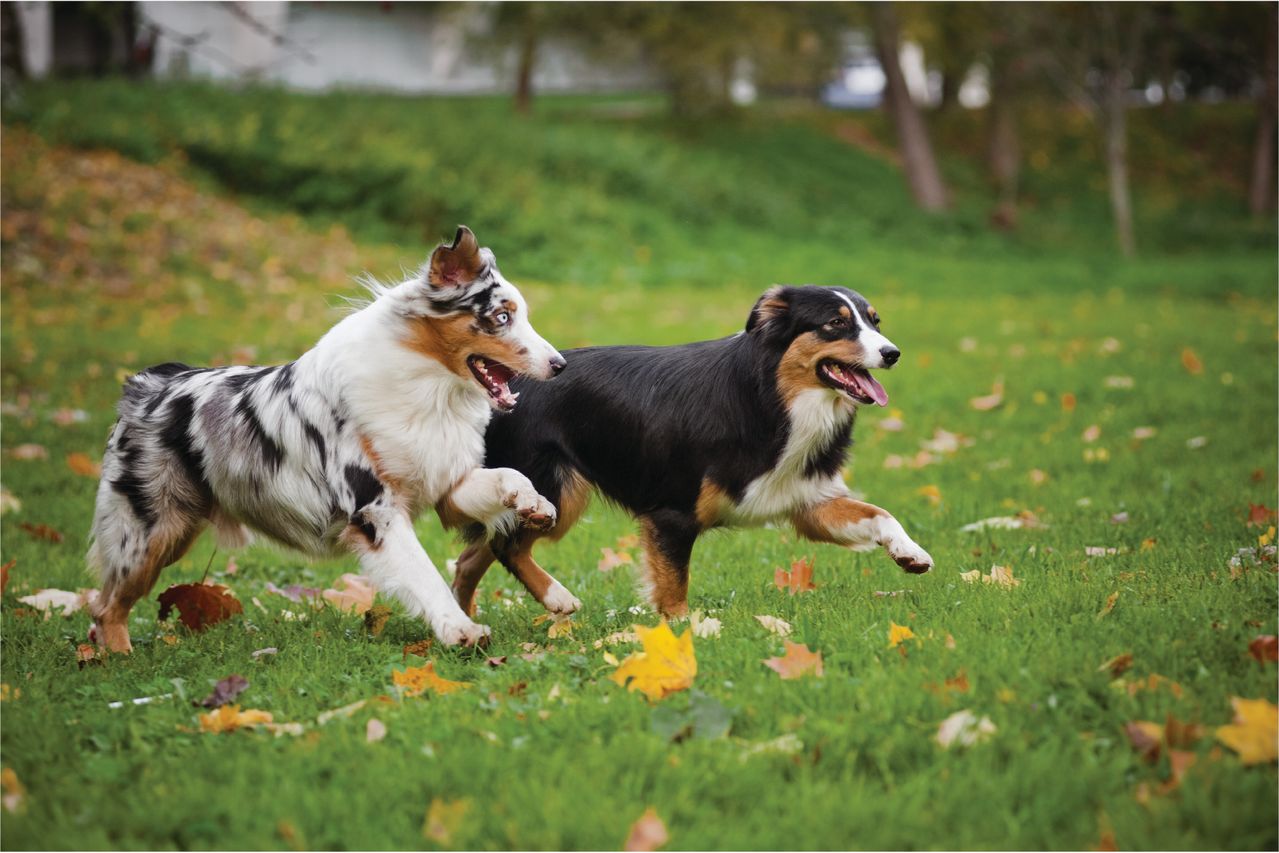 Two Australian Shepherd dogs running happily across a grassy field with fallen autumn leaves