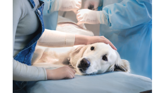 White dog being prepped for surgery.