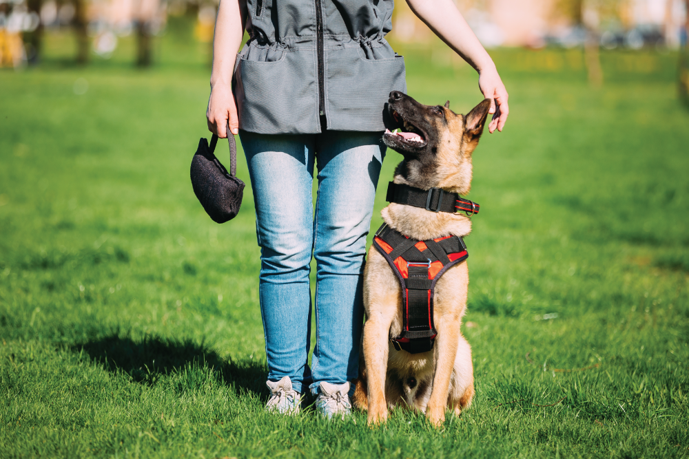 Training dog
