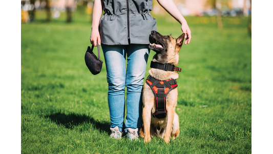 German Shepherd looking at trainer.