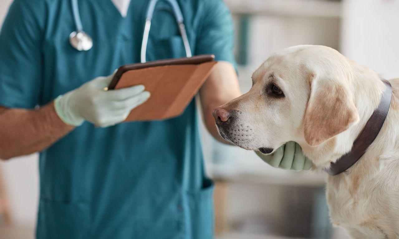 A veterinarian in teal scrubs holding a tablet while gently examining a yellow Labrador Retriever