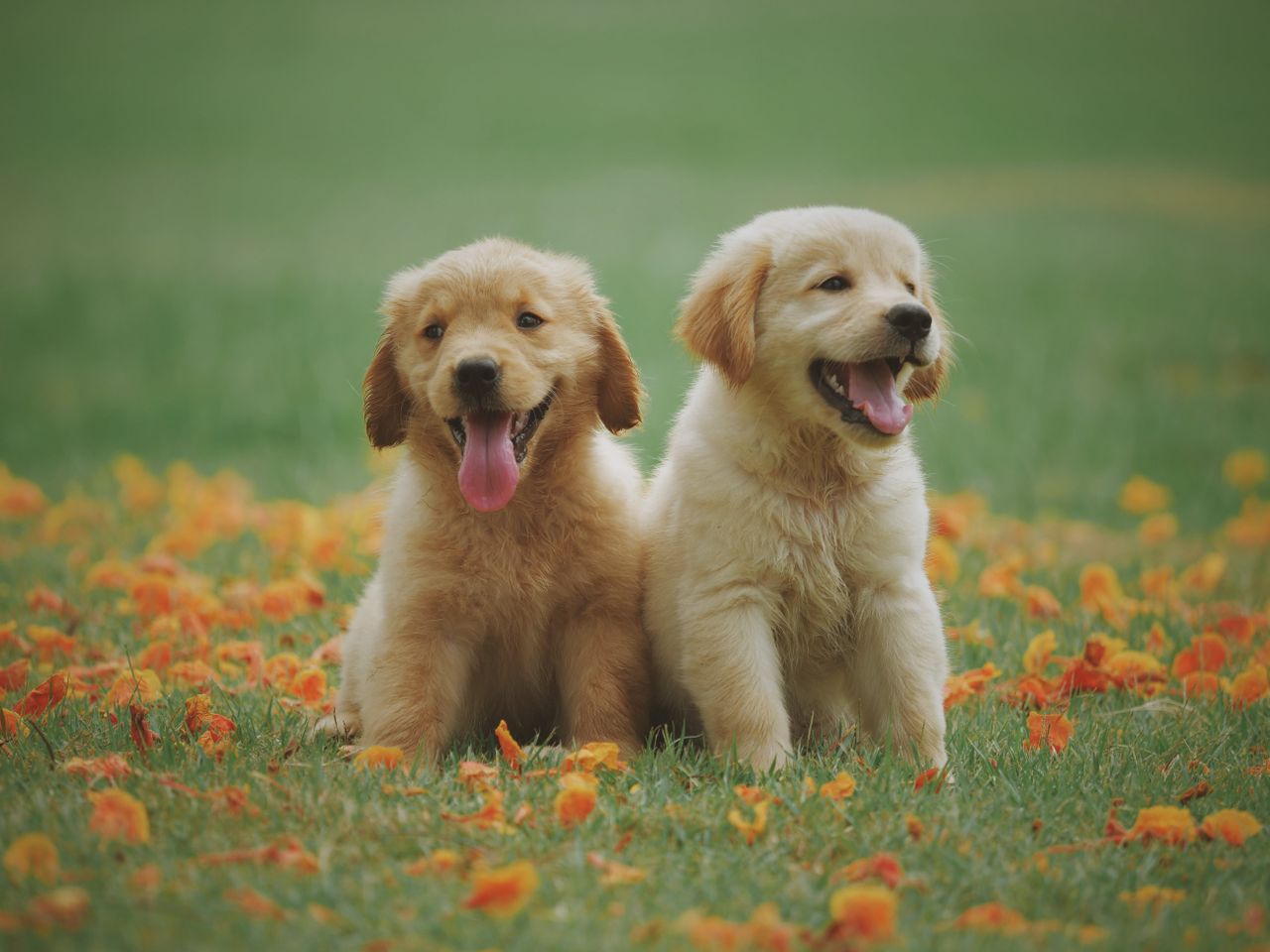 Adorable pair of fluffy golden puppies smiling in a flower-dotted field