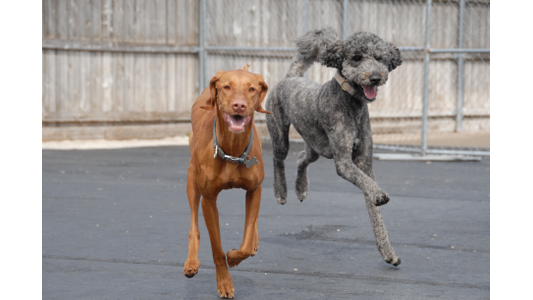 Two happy dogs, a brown Vizsla and a gray Poodle mix, running side by side in an outdoor dog daycare play yard