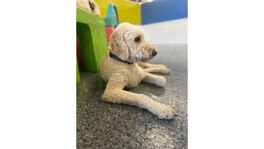 A light tan, curly-haired dog wearing a dark collar lies resting on a speckled grey floor in a brightly colored indoor play area, looking off to the right. A green plastic play structure is partially visible right behind it