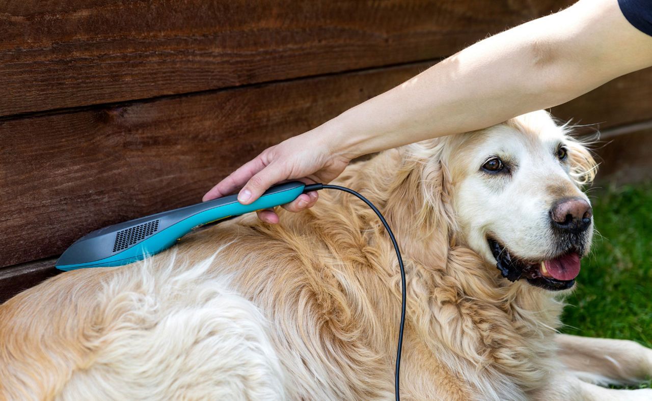 dog in surgery room