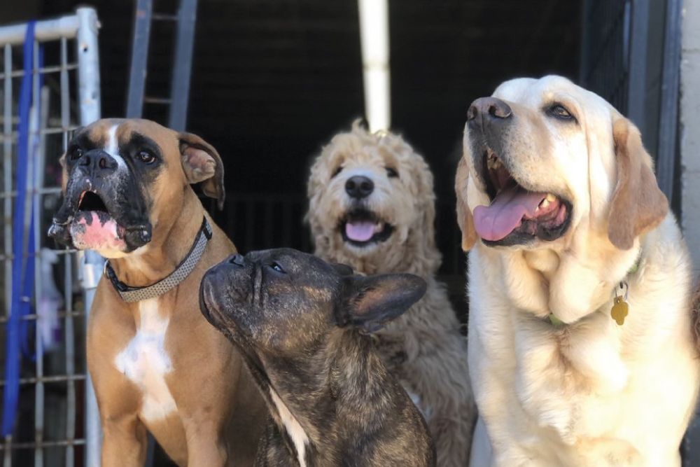 Boxer, brindle French Bulldog, Goldendoodle, and yellow Labrador Retriever sitting together in a dog daycare play yard