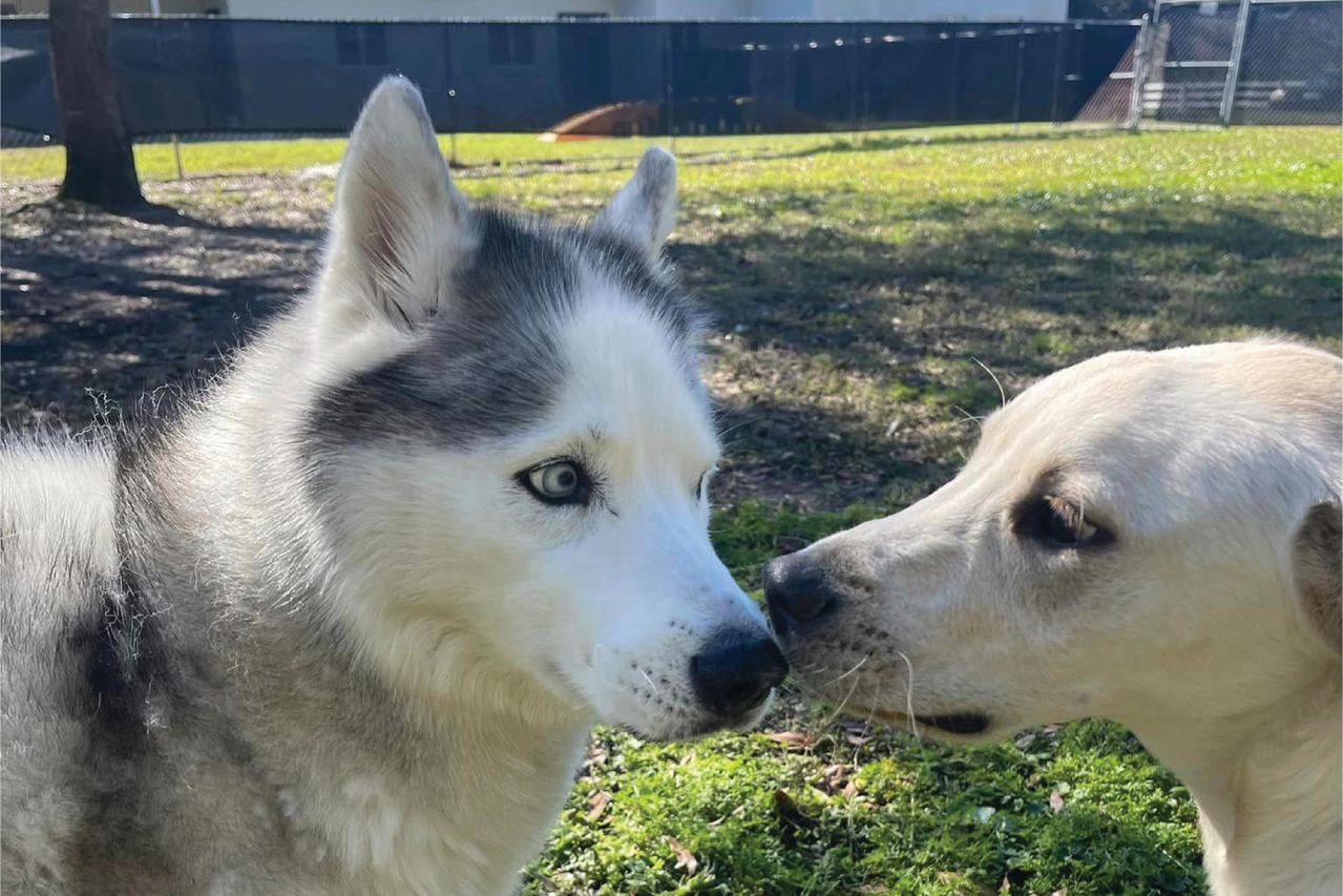 A husky and a yellow Labrador are nose-to-nose on grassy ground, with trees and buildings in the background.