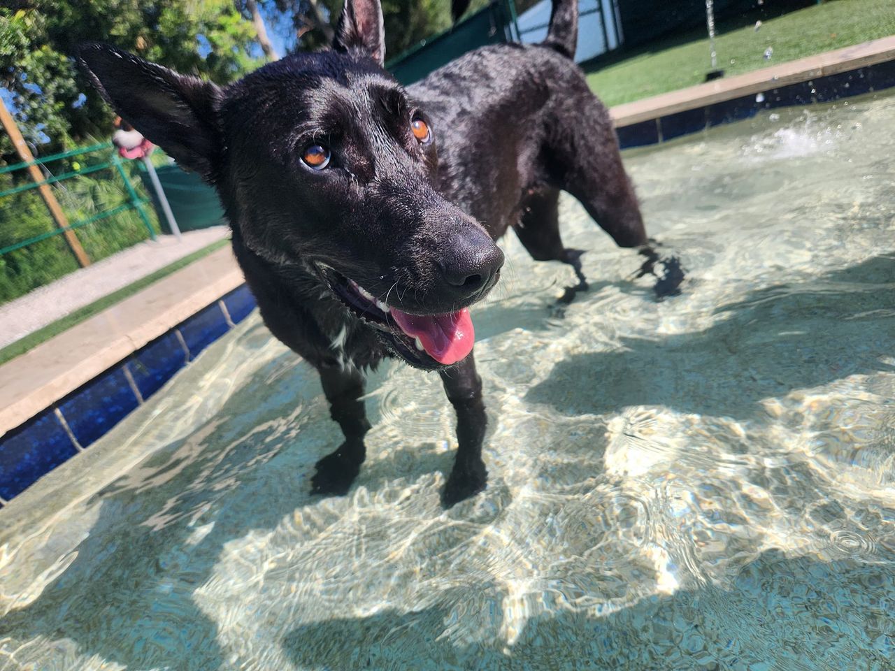 A black dog standing in a swimming pool
