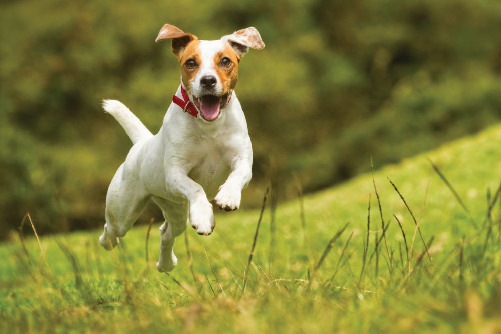 An energetic white and brown Jack Russell Terrier wearing a red collar, caught mid-air while running playfully across a lush green hill